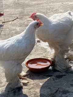 pair of white puff