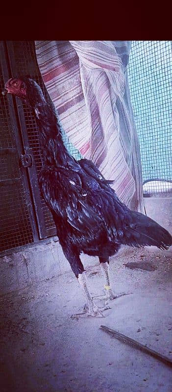 king Shamo chiks 03224964486 4