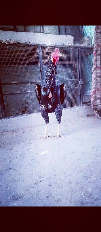 king Shamo chiks 03224964486 5