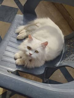 female Persian cat