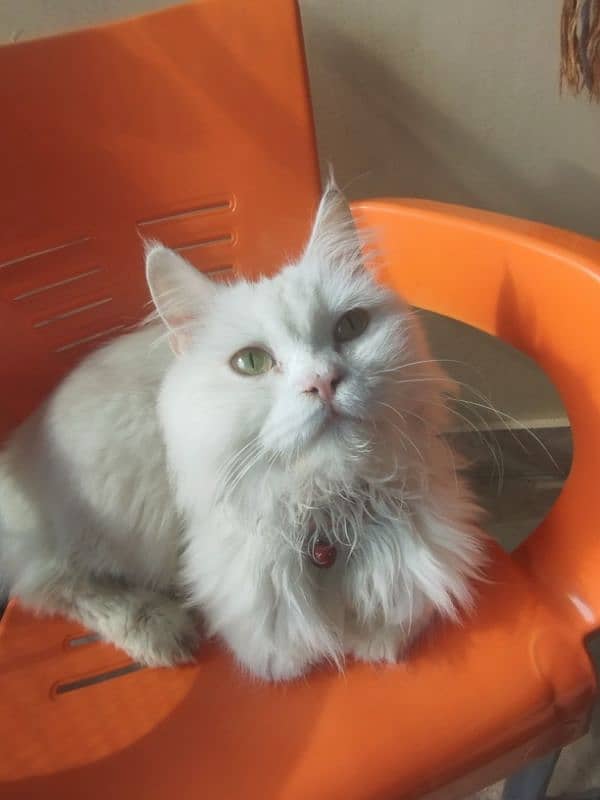 female Persian cat 1