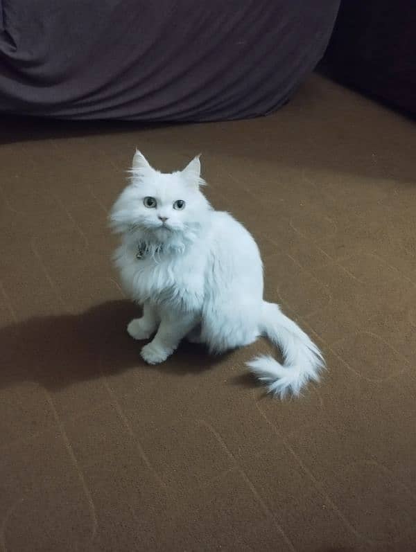 female Persian cat 3