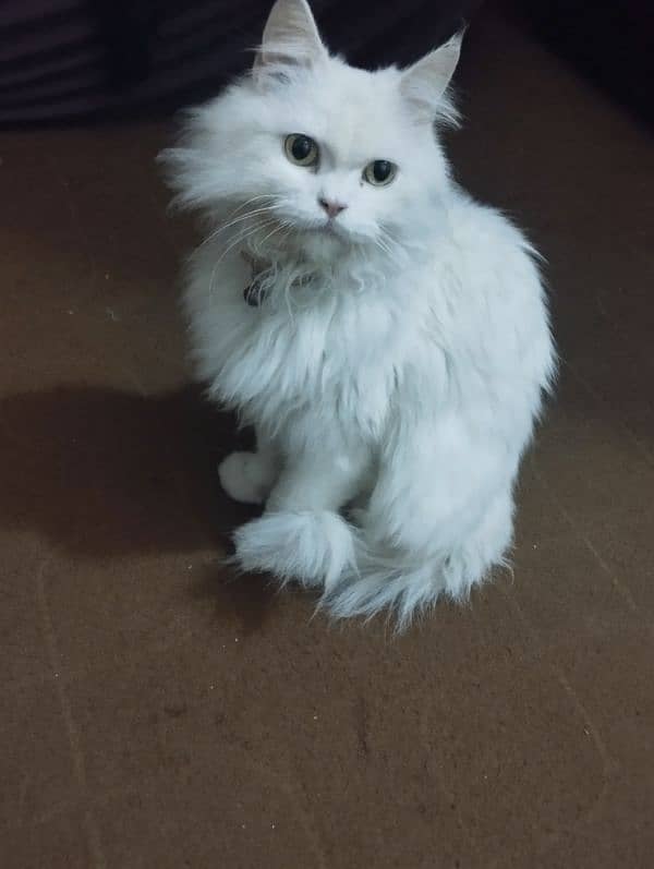 female Persian cat 4