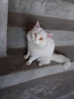 Persian male cat