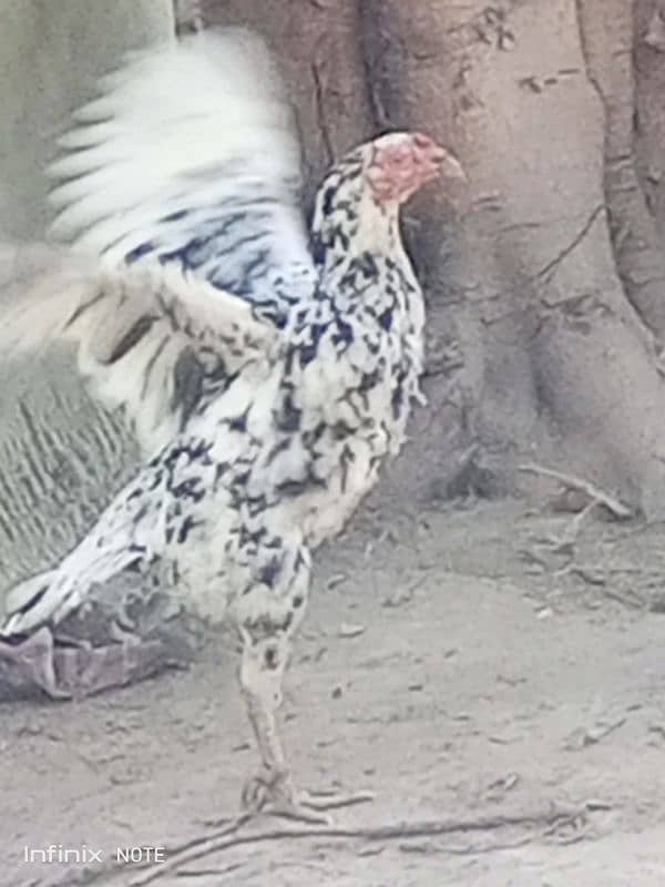 Aseel Hera Cross female Aseel Lakha male Golden Sebright Trio for sale 1