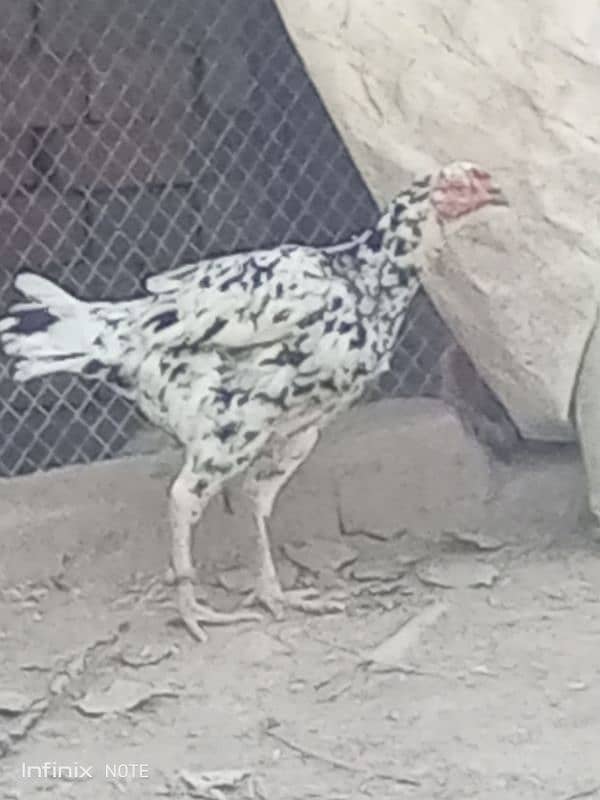 Aseel Hera Cross female Aseel Lakha male Golden Sebright Trio for sale 2