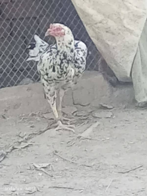 Aseel Hera Cross female Aseel Lakha male Golden Sebright Trio for sale 3