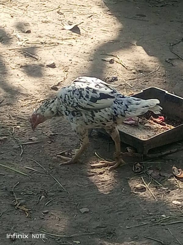 Aseel Hera Cross female Aseel Lakha male Golden Sebright Trio for sale 4