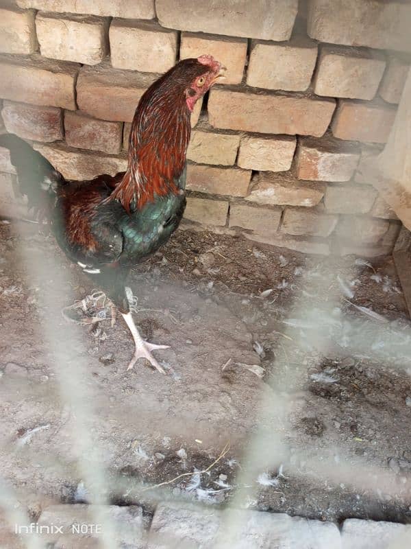 Aseel Hera Cross female Aseel Lakha male Golden Sebright Trio for sale 13