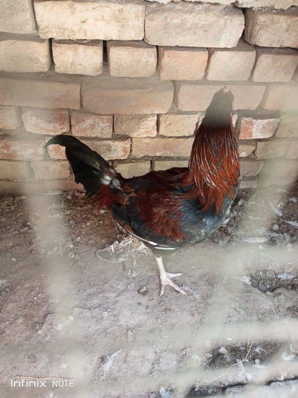 Aseel Hera Cross female Aseel Lakha male Golden Sebright Trio for sale 14