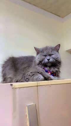 triple coated grey Persian female