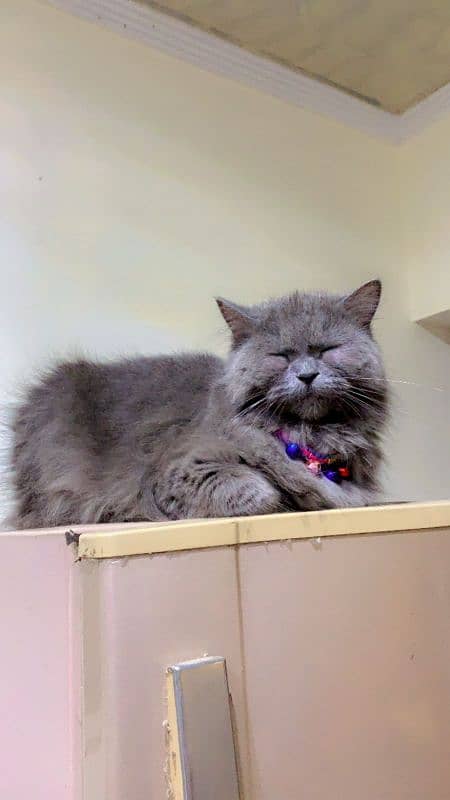 triple coated grey Persian female 0