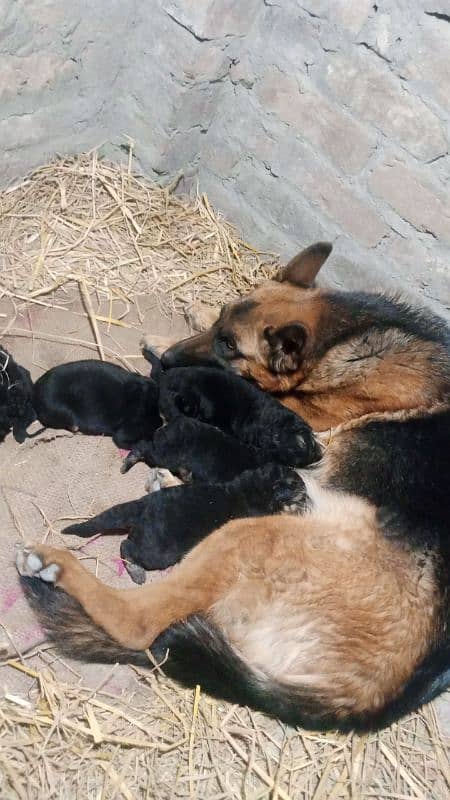 German shepherd puppies for sale 0