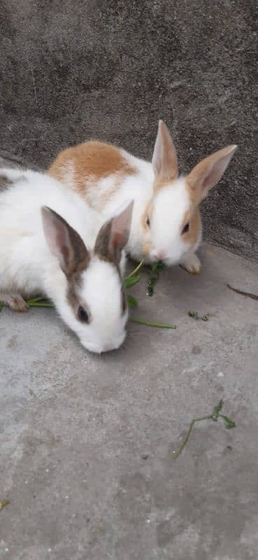 Rabbits baby 03086200915 2