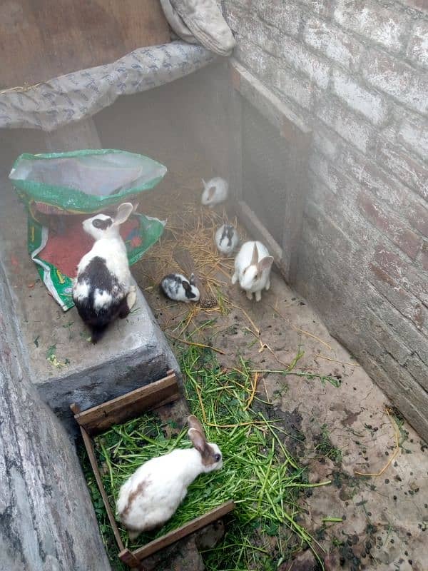 Rabbits baby 03086200915 3