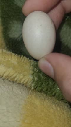 world smallest hen egg assel bengum