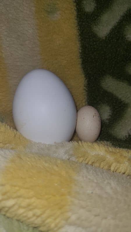 world smallest hen egg assel bengum 1