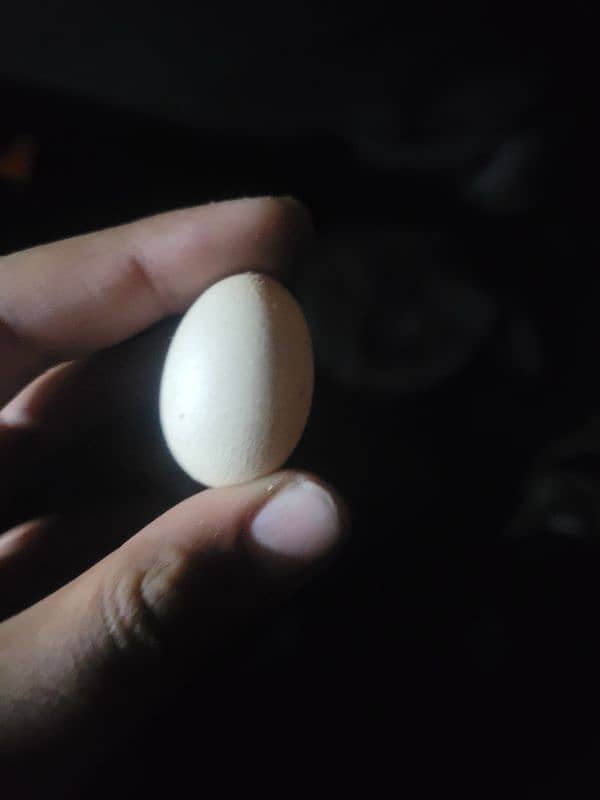 world smallest hen egg assel bengum 2