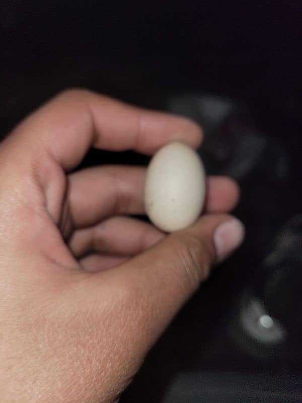 world smallest hen egg assel bengum 3