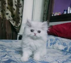 Persian White Cat Baby