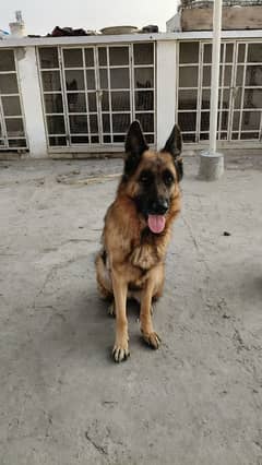 Female German Shepherd | 3 Years | Pink Pedigree | Confirmed Breeder