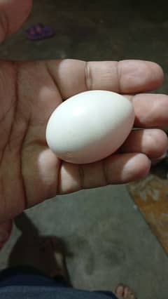 2 Silkie hen female egg lying 03365844012