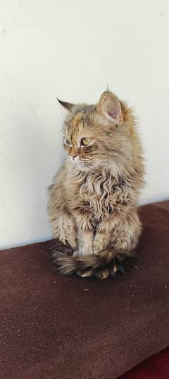 Persian cat