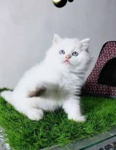 quality Persian panch face cate & kittan male female both available h