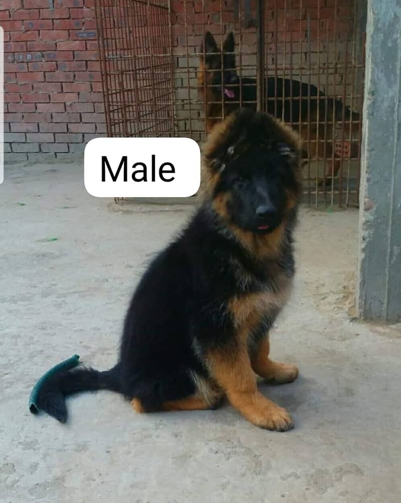 German shepherd puppy Whatsapp no 03258925374 3