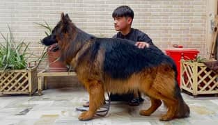 german shepherd long coat