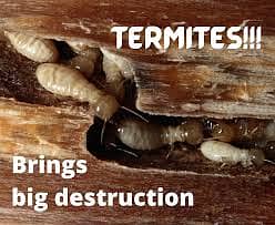 Termite control / pest control / Pest Control Services / deemak 2