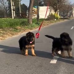 German shepherd Long Coat Male & Female  For Sale 03287625932WhatsApp