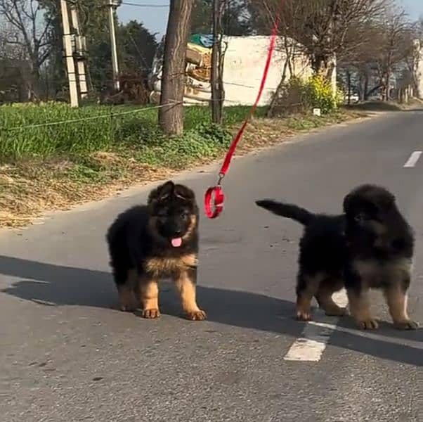 German shepherd Long Coat Male & Female  For Sale 03287625932WhatsApp 0