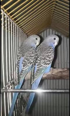 Australian parrots home breed