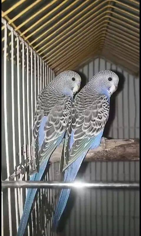 Australian parrots home breed 0