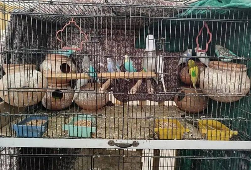 Australian parrots home breed 1