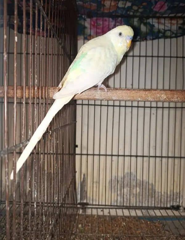 Australian parrots home breed 2