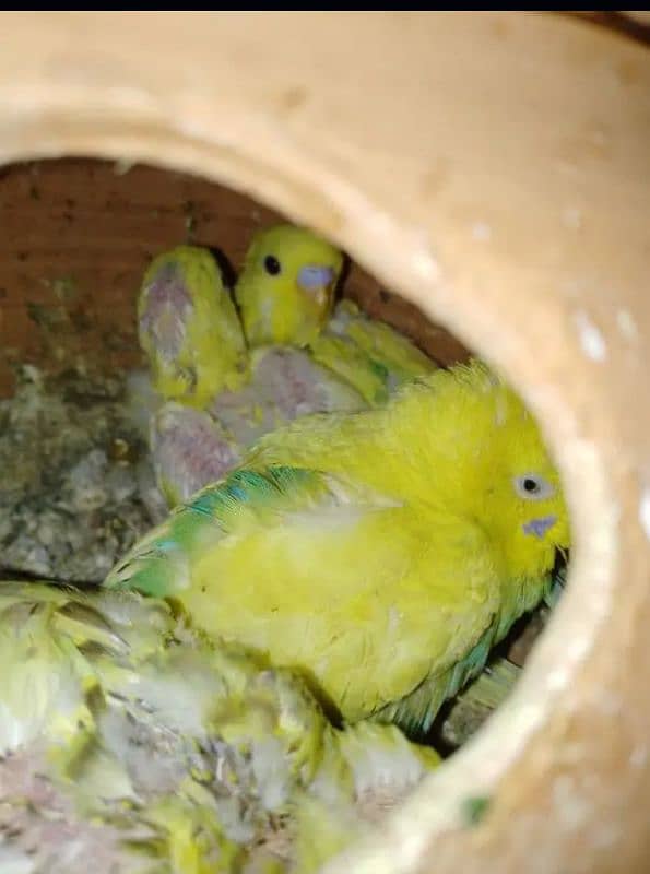 Australian parrots home breed 3