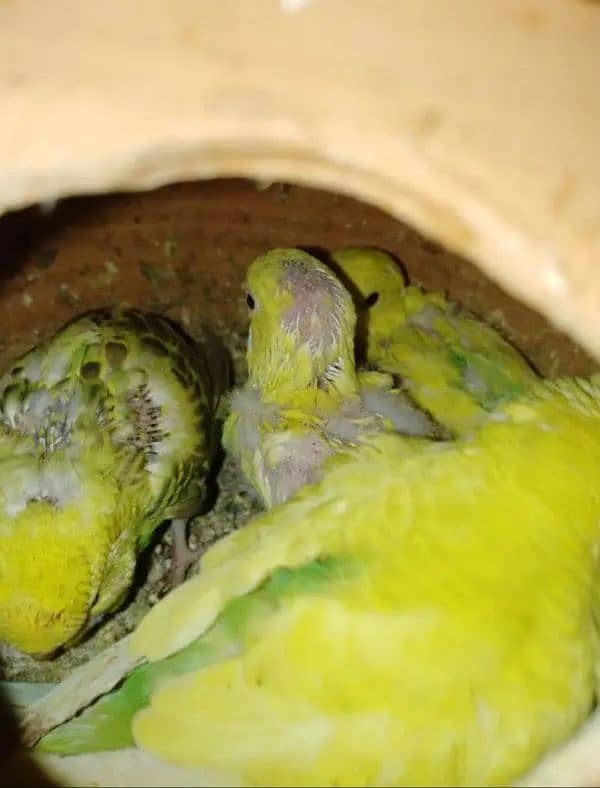 Australian parrots home breed 4