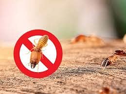 Termite Control / Pest Control Fumigation Services / pest control 5