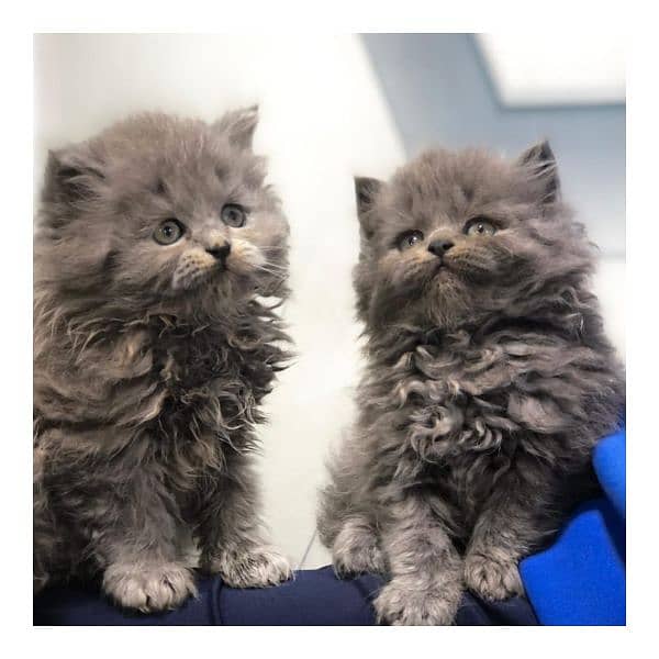 Persian kitten cats 2