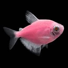 ORNAMENTAL FISH AVAILABLE FOR SALE