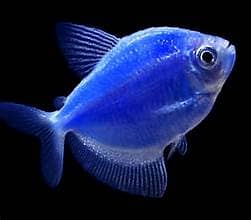 ORNAMENTAL FISH AVAILABLE FOR SALE 4