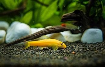 ORNAMENTAL FISH AVAILABLE FOR SALE 5