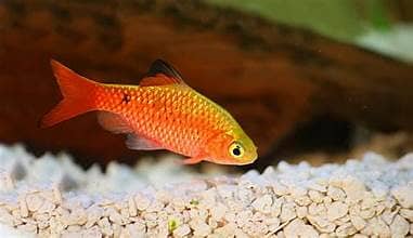 ORNAMENTAL FISH AVAILABLE FOR SALE 6