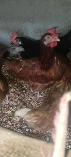 Desi egg laying 3 hens 1600 per peice