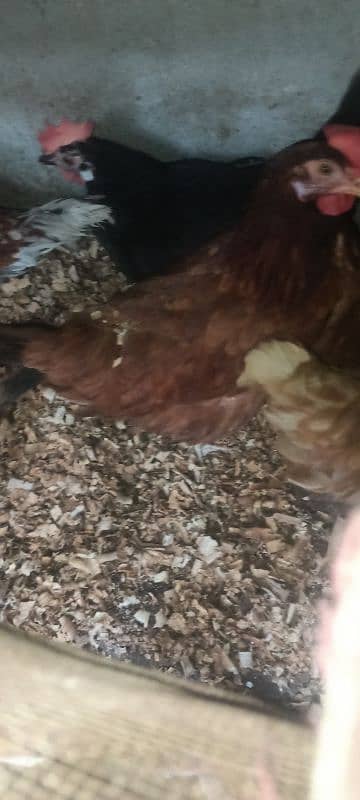 Desi egg laying 3 hens 1600 per peice 1