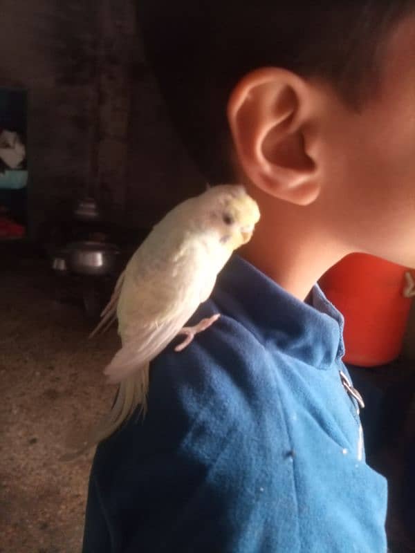 Hand Tame Breeder Female budgie 03008658689 Australian 3