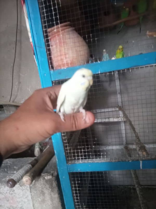 Hand Tame Breeder Female budgie 03008658689 Australian 4