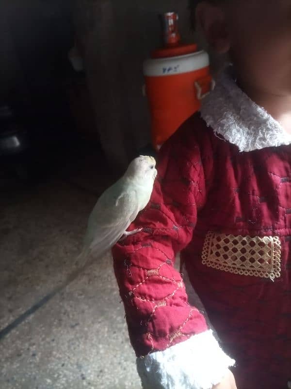 Hand Tame Breeder Female budgie 03008658689 Australian 5